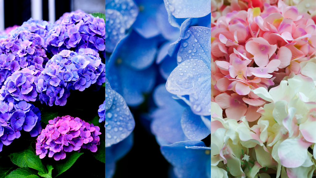 Hydrangeas at Rooster Camisa