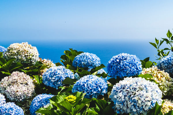 Hydrangea Image - Rooster Camisa