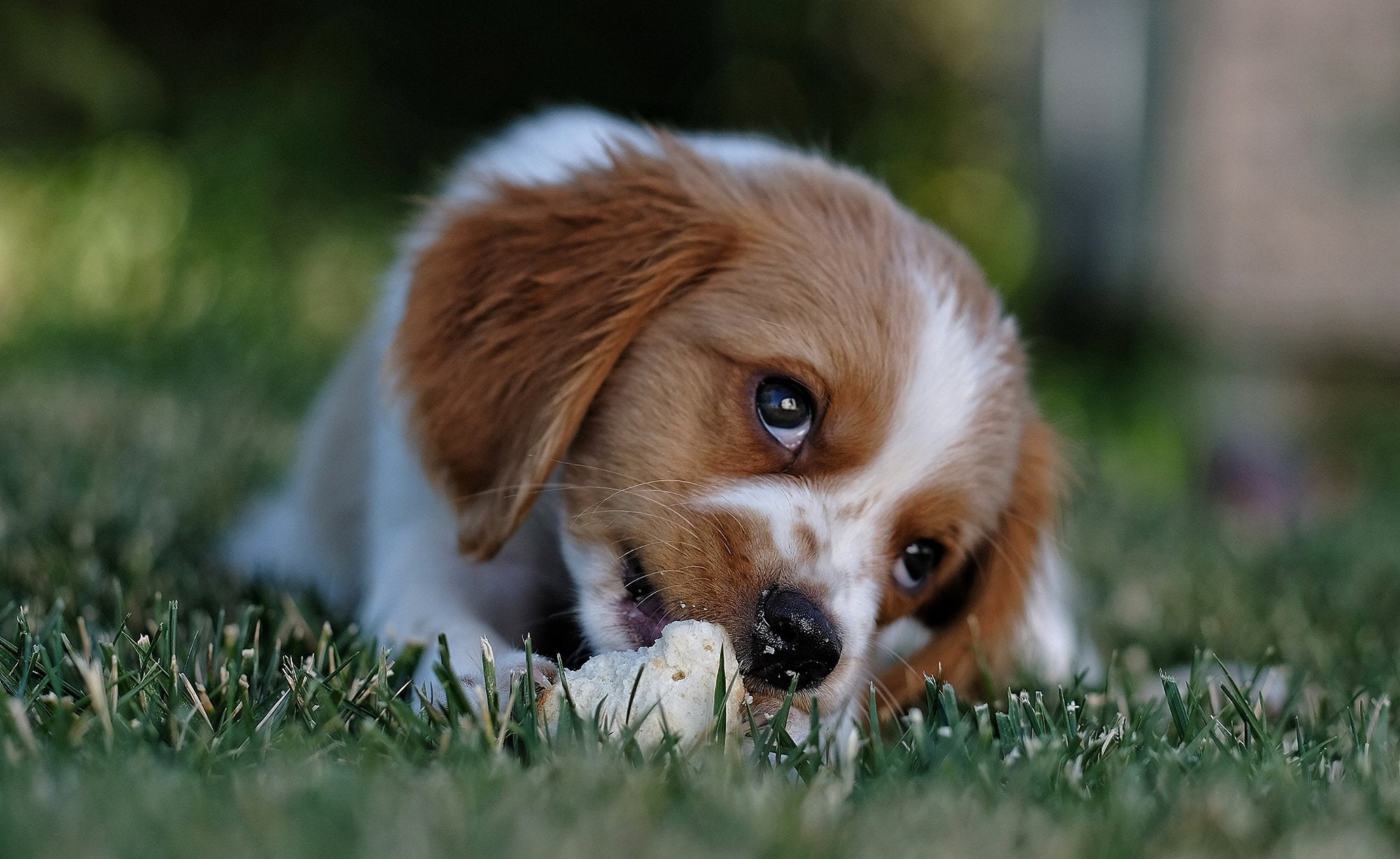 Natural Dog Treats For Those With Allergies – 8 Recipes!