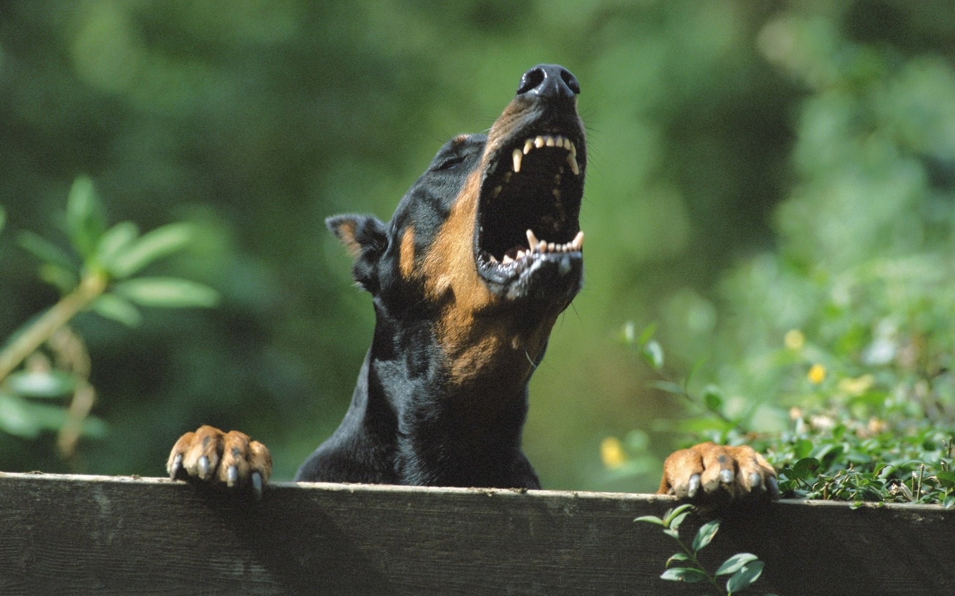 Possessive Aggression In Dogs