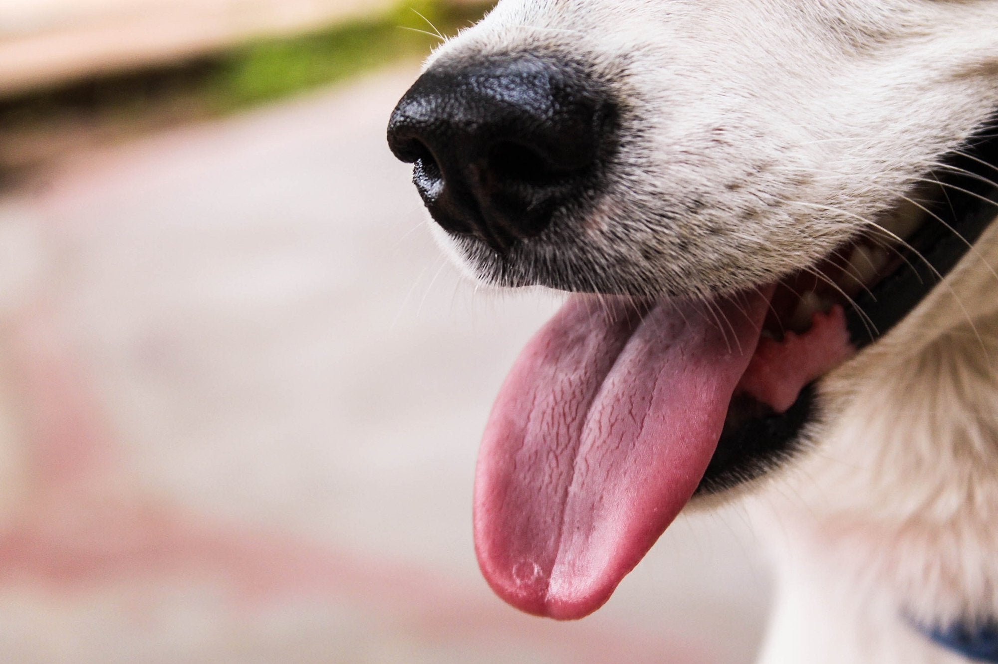 Here's Why Canine Dental Health Is So Important!