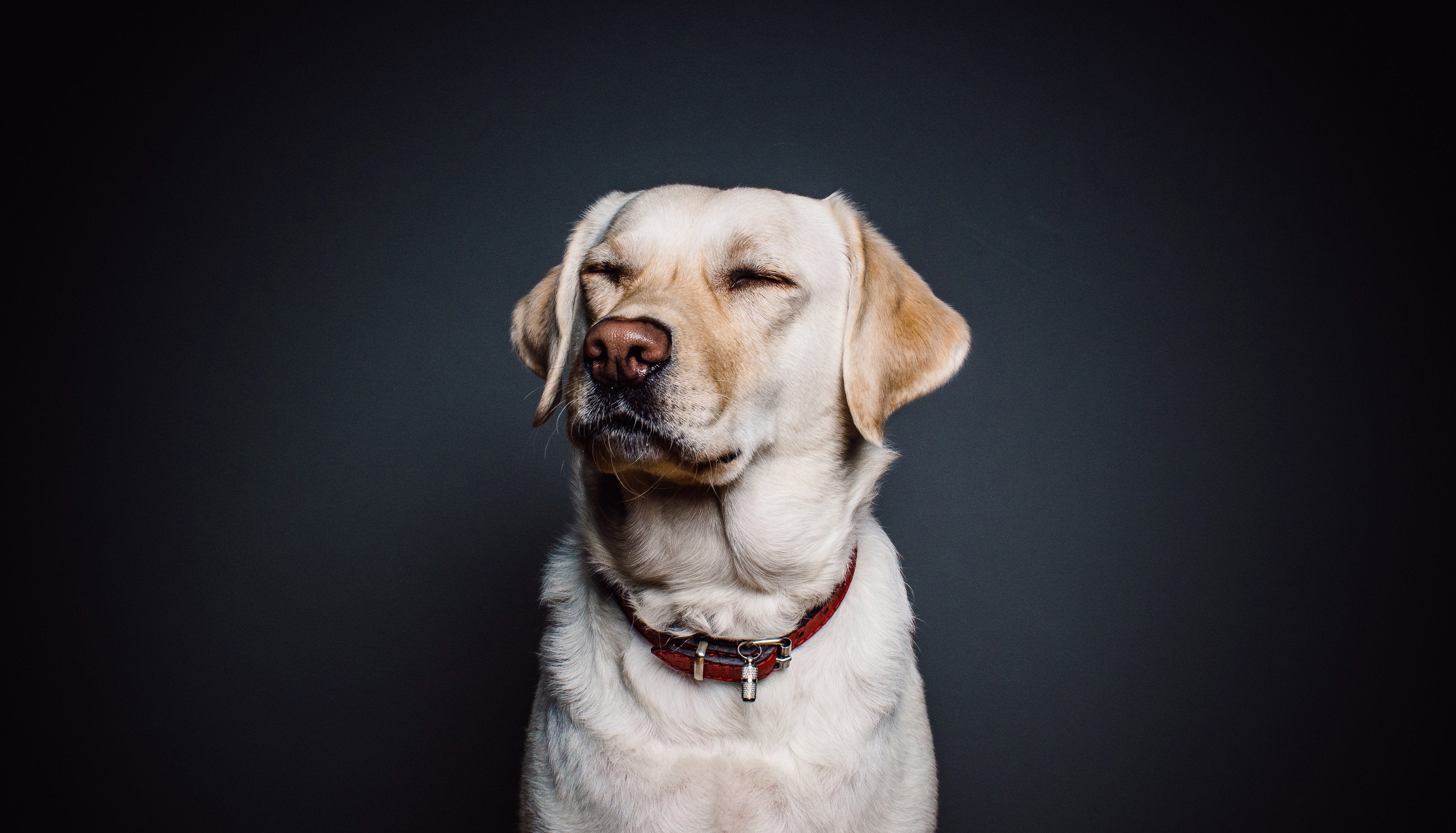 Is Your Dog Showing Signs Of Sight & Hearing Loss? Here Is What To Do!