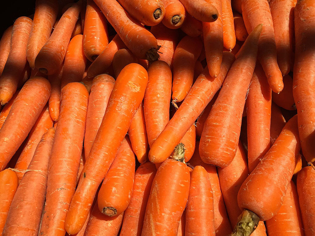 Are Carrots Good For Dogs?