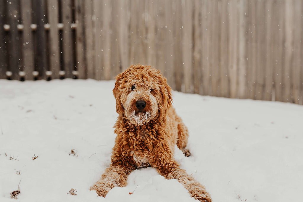 how do i stop my dog from scratching himself