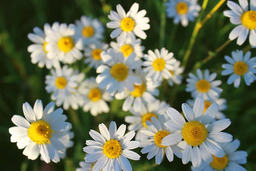 Is Chamomile Safe For Dogs?