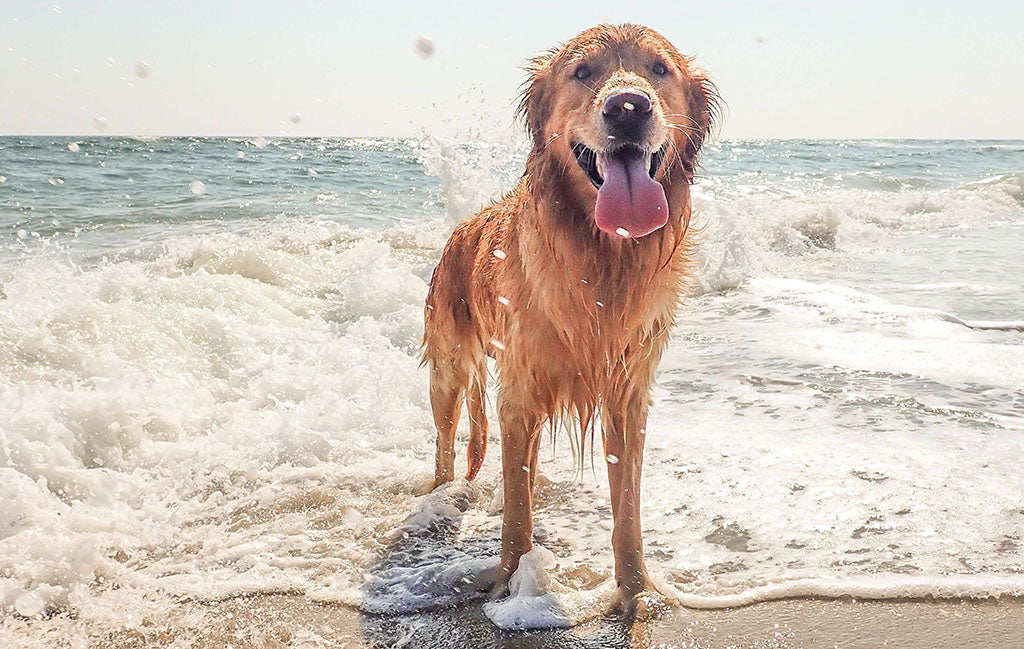 A Golden Retriever is walking out of the ocean, heading up the beach. Its coat is wet and its tongue is hanging out its mouth.