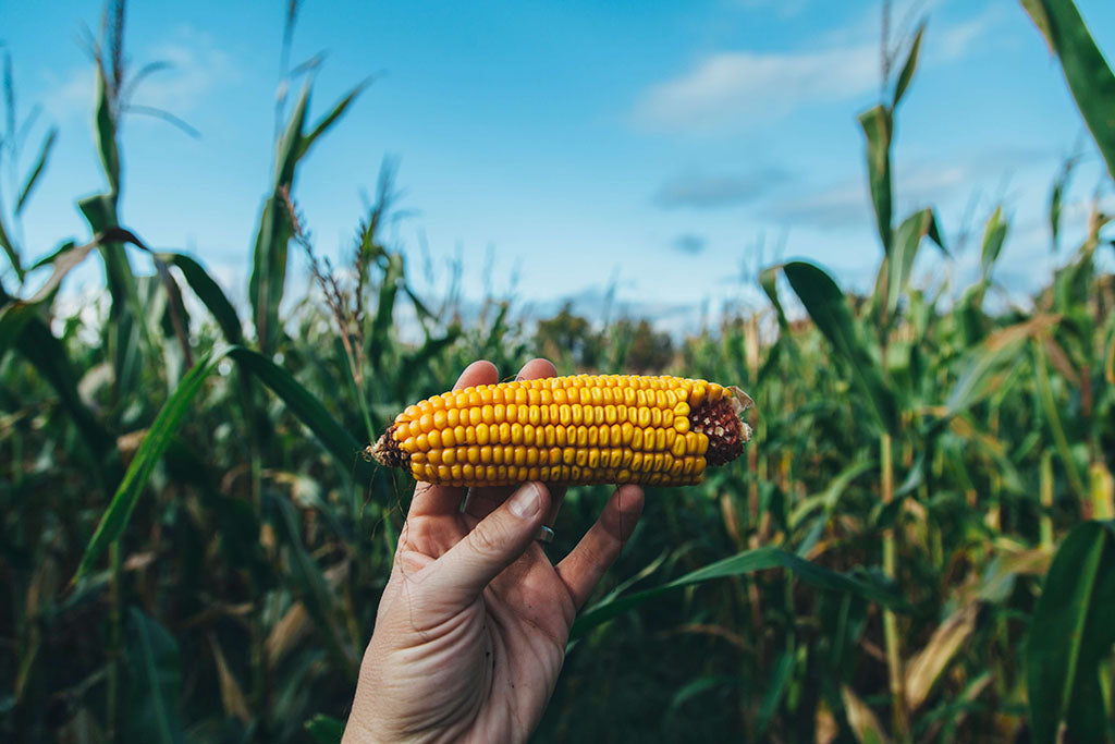 Can Dogs Eat Sweetcorn?