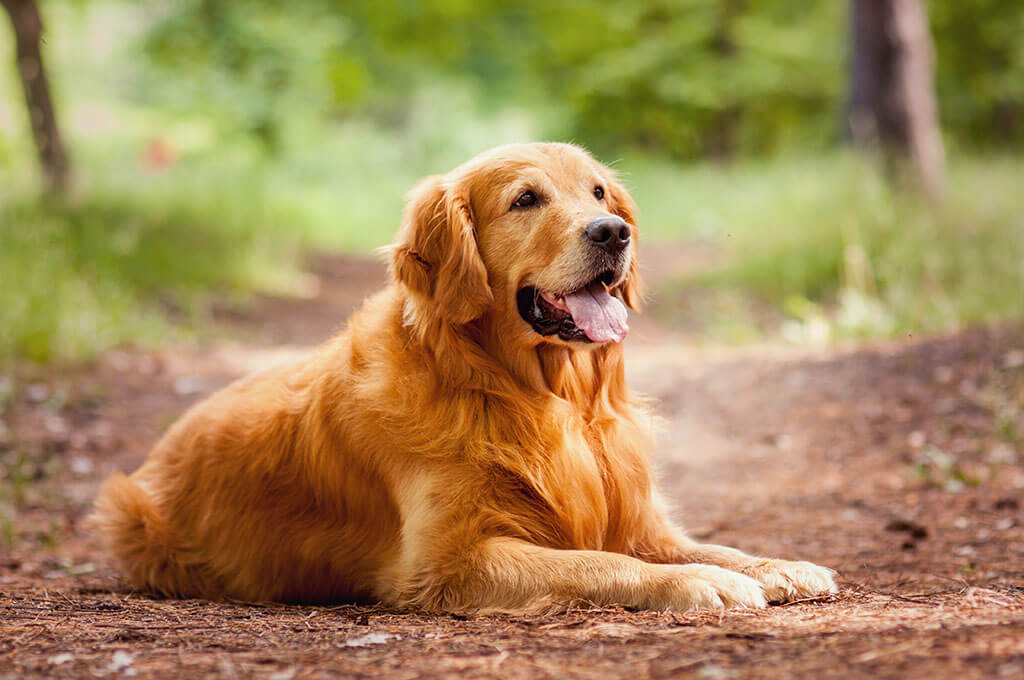 A golden retriever lying down on a dirt path in a forested. Its mouth is slightly open and its coat is a rich, shiny golden colour.