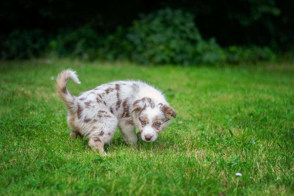 dog-pees-on-carpet