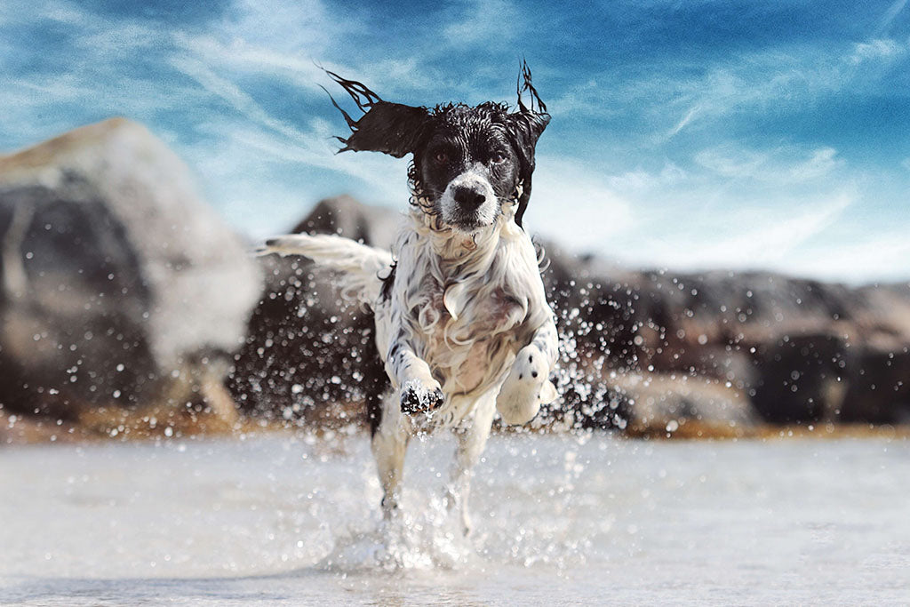 A black and white Spaniel leaps through the air, as it runs across the shoreline. Water splashes from their paws as they run towards us.