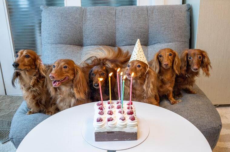 I made a dachshund birthday cake - 9GAG
