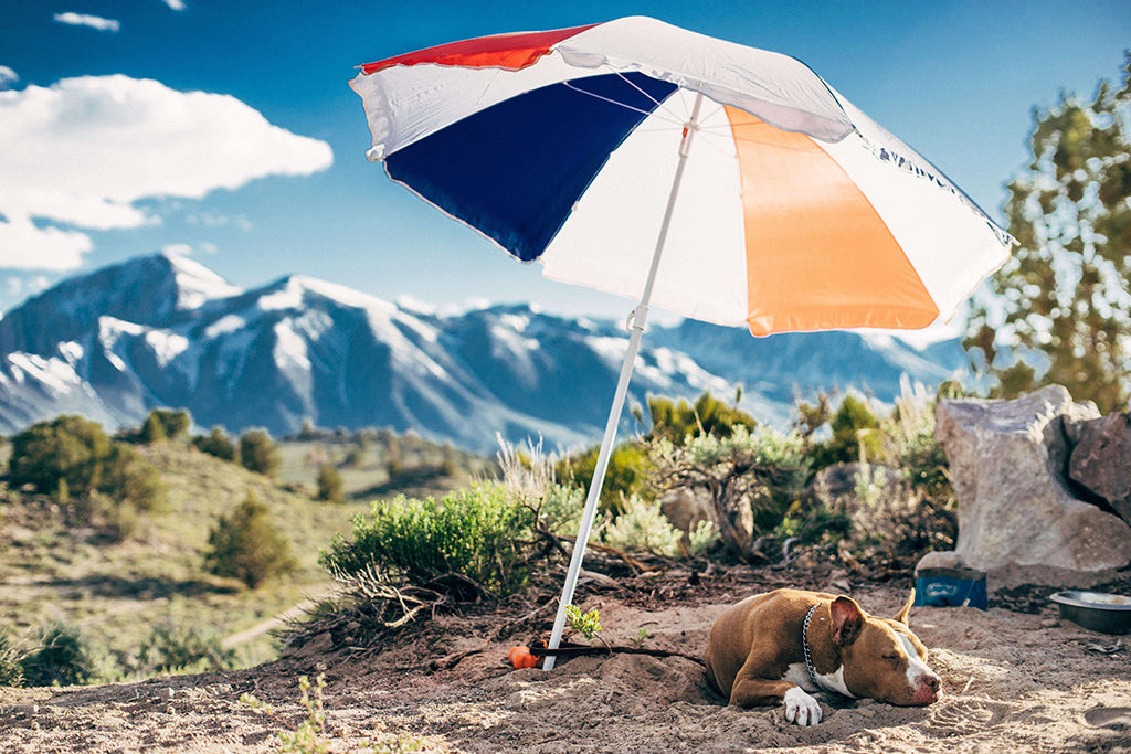 Do Dogs Need Sunscreen?