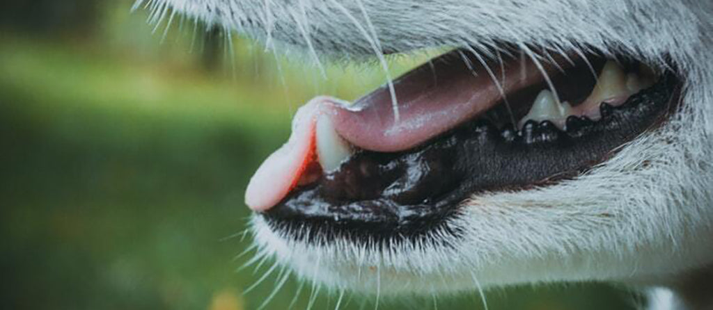 The Ultimate Dog Dental Care Guide