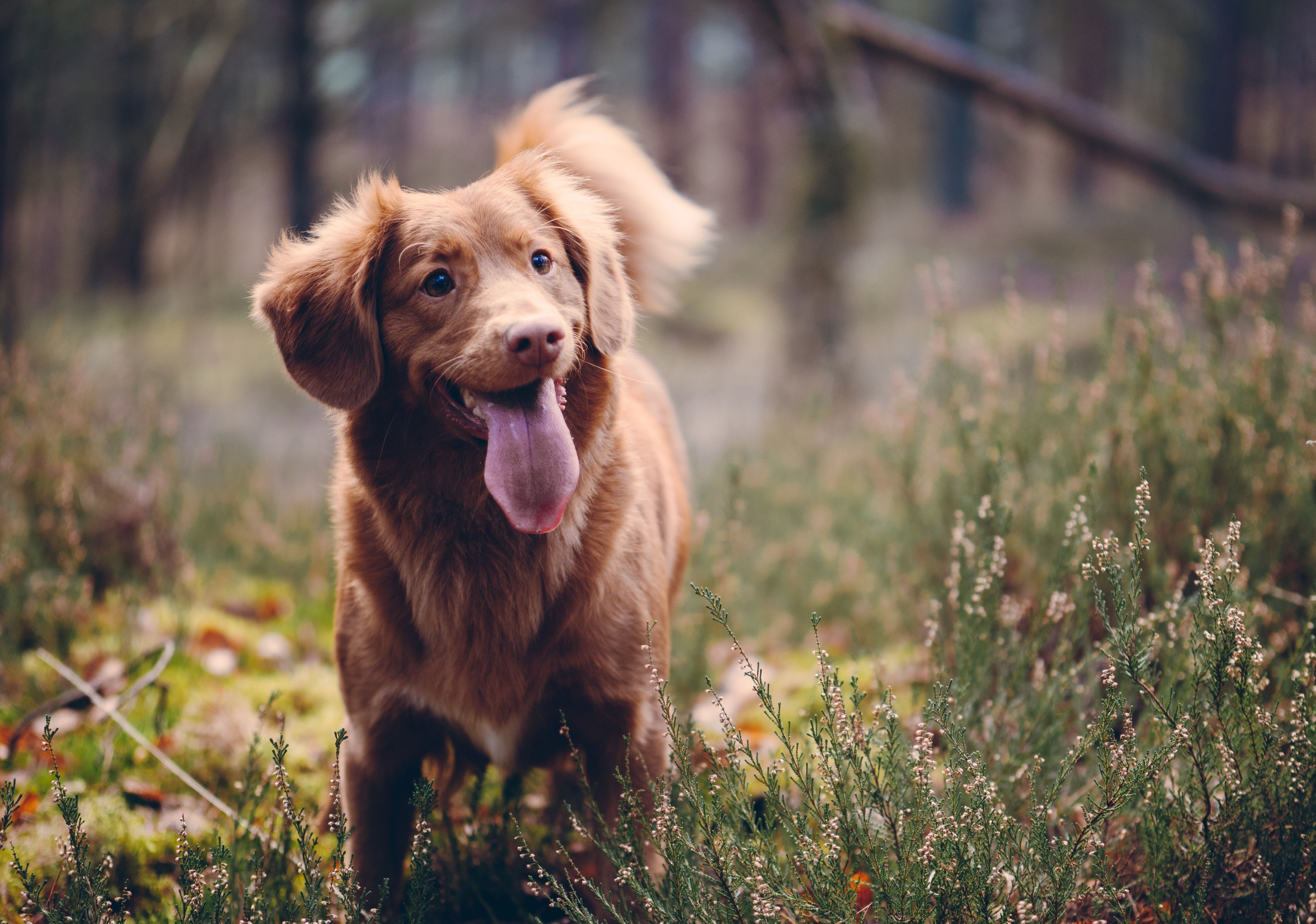 Training Your Dog: Essential Beginner’s Tips