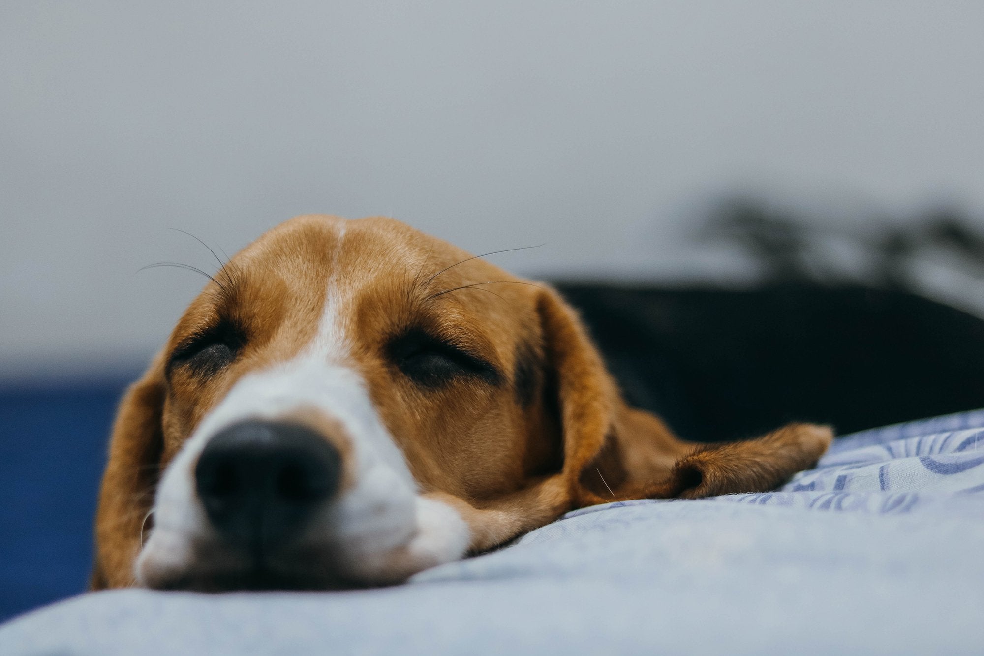 7 Essential Oils To Calm Dogs