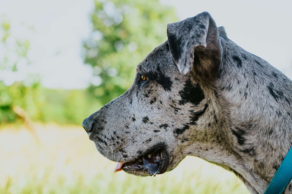 Excessive Drooling In Dogs