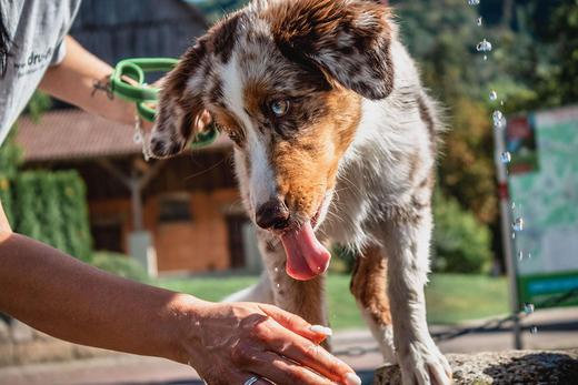 Everything You Need To Know About A Dog Lick Mat