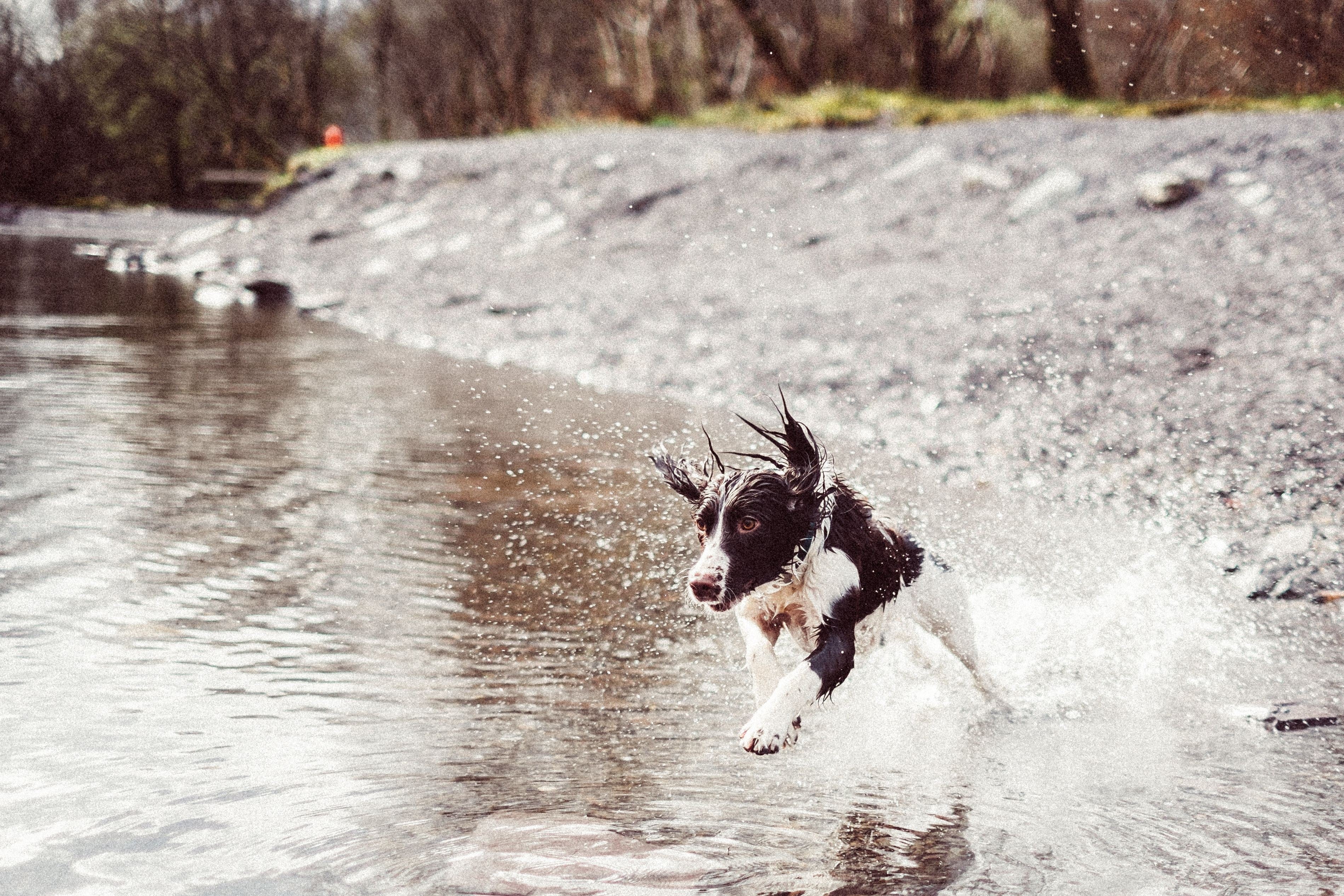 Different Ways To Exercise Your Dog