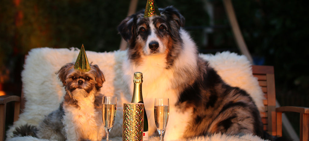 Dogs And Fireworks: How To Help Your Dog This New Year’s Eve