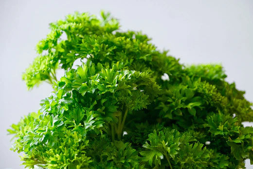 Can Dogs Eat Parsley?