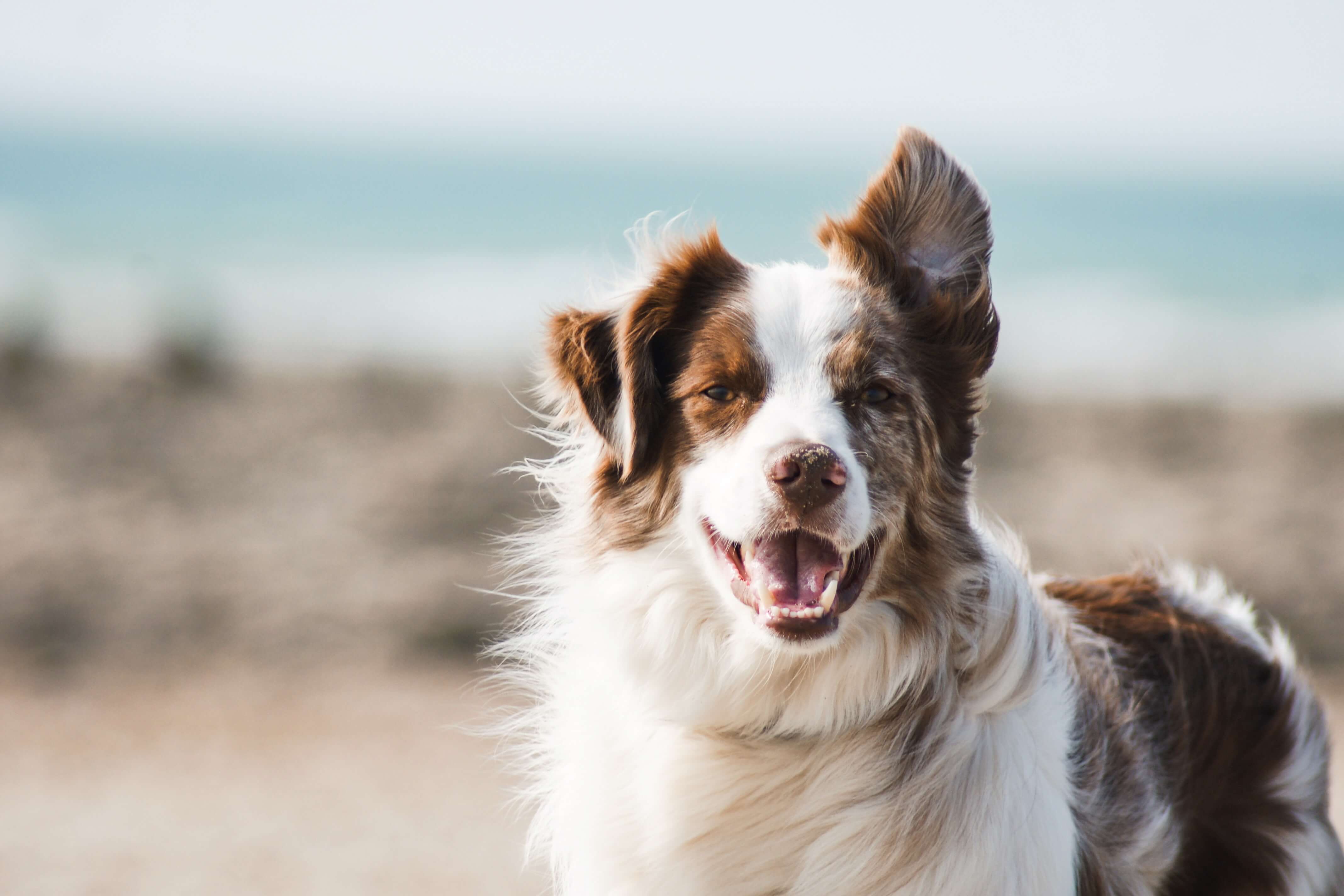 5 Ways to Keep Your Dog's Joints in Good Condition