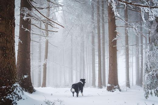 How To Care For Dogs In Winter