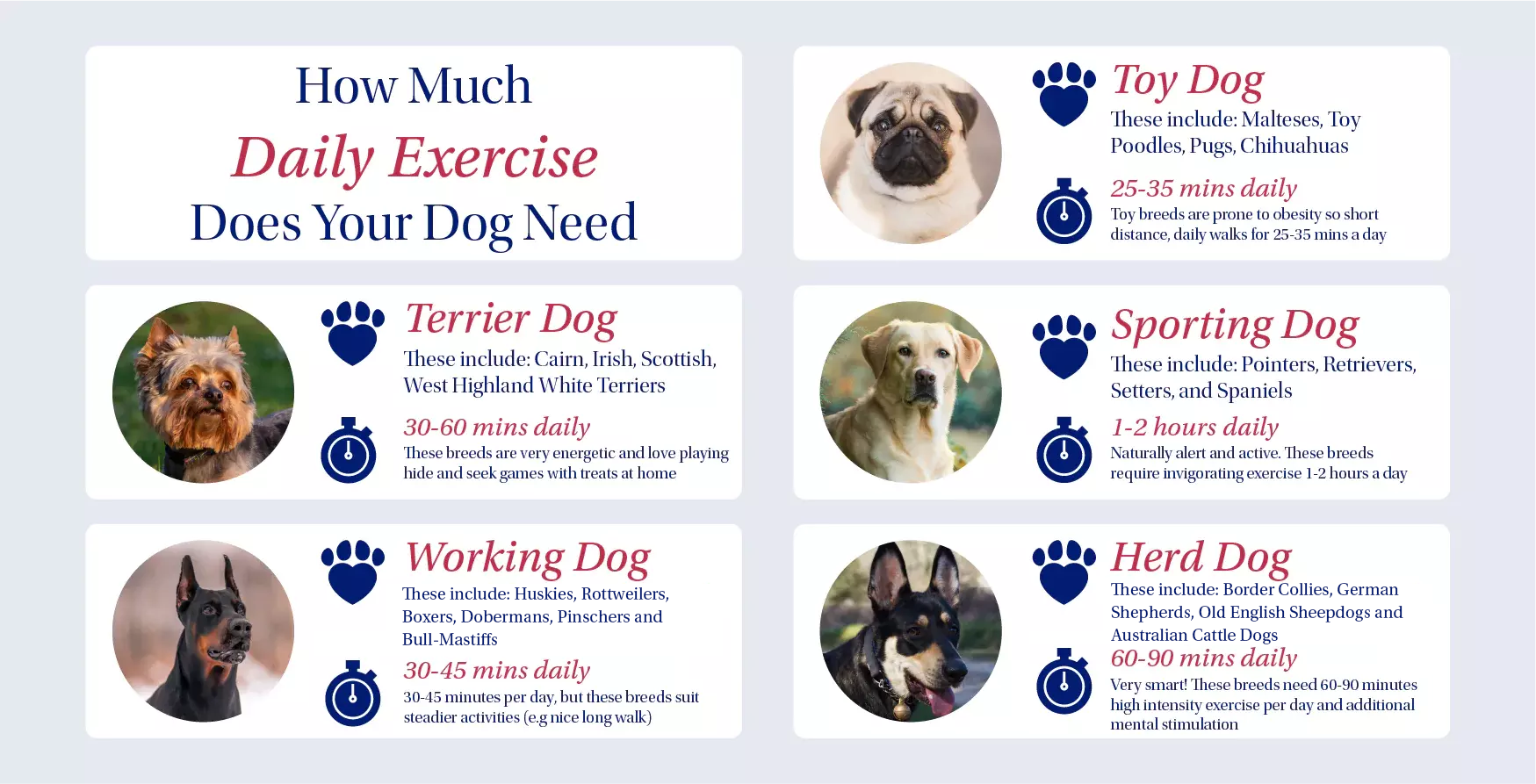 a red, white and blue infographic detailing how much exercise a dog needs