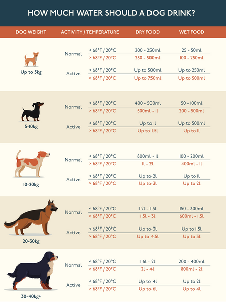 a beige and orange infographic that details how much water a dog should drink dependent on their size and weight