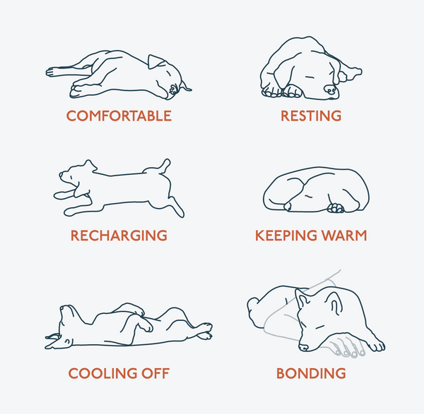 what a dogs sleep position means