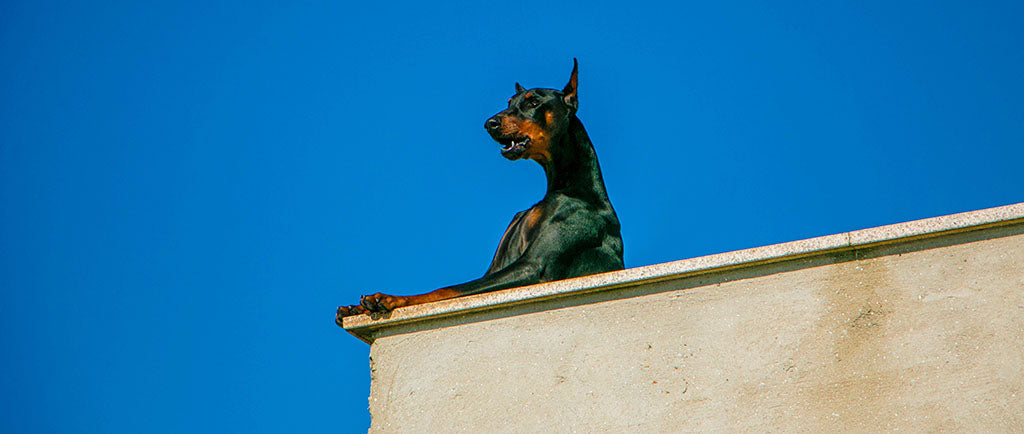 A black and tan Doberman stands over a cream, roof terrace balcony, barking as if protecting the property against brilliant blue sky. Dogs that work in security can develop canine PTSD. 