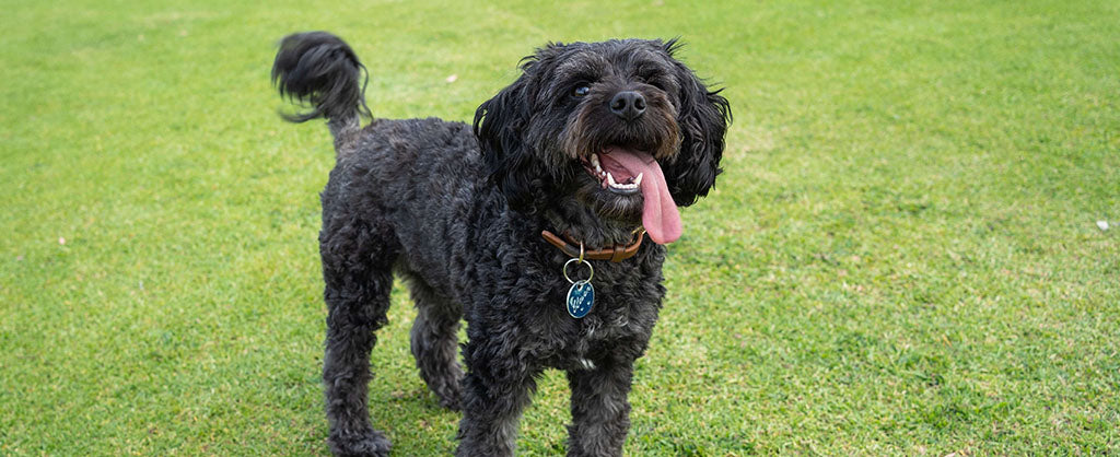 A black doodle-mix dog stands alone in the middle of a green field with its tongue hanging out the side of their mouth, wearing a light brown leather collar with a circular, dark blue name tag.