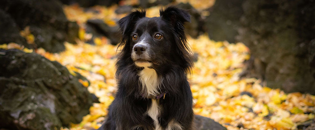 a small, black and white Collie dog with large brown eyes, sits on and amongst yellowing leaves and dark, large rocks