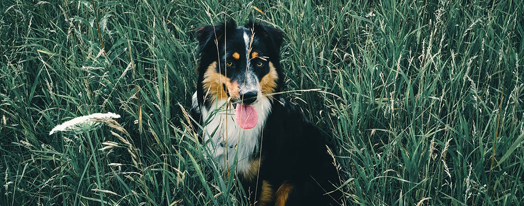 a brown and black collie dog sits in long grass