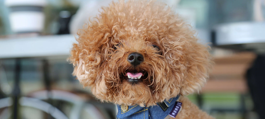 a small, brown poodle looks to camera as if they're smiling