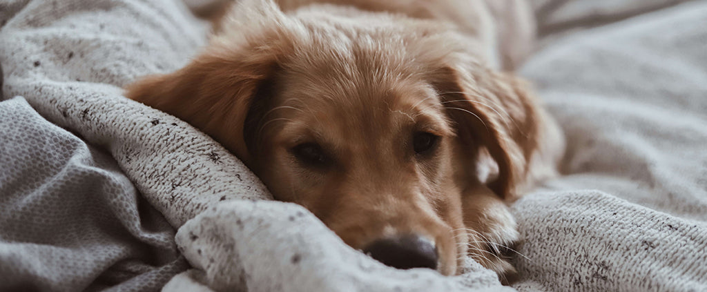 a reddish, golden retriever puppy rests in a beige blanket
