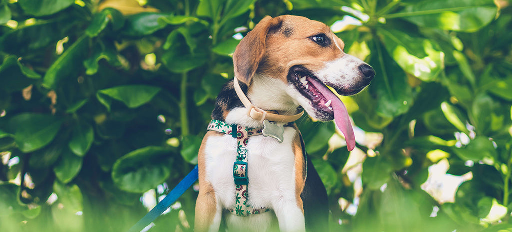 a beagle sits, with their head turned to their right panting in front of large green leaves outside in the sun. They wear a floral harness.