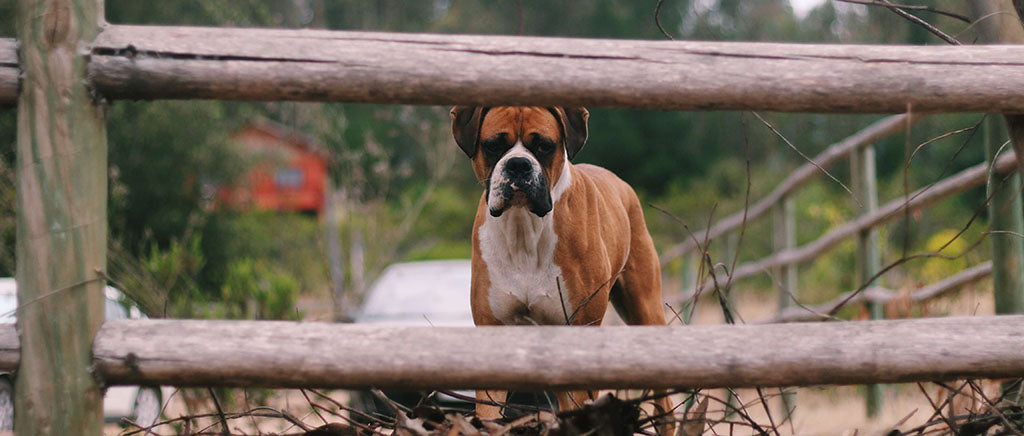 A red and white Boxer dog looks into the camera through a large wooden fence.