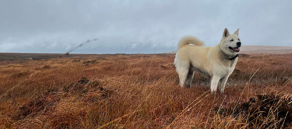 A white Akita, wearing a large black collar, stands amongst long, auburn grass in the middle of a meadow.