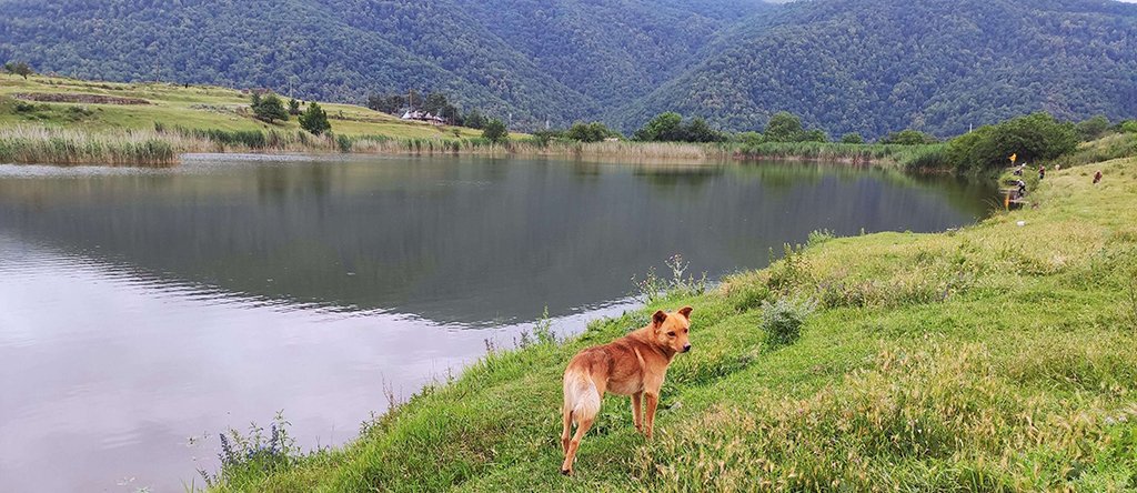 a reddish, short-haired ambiguous breed of dog stands on a body of water's grassy bank. Tree covered mountains surround the scene