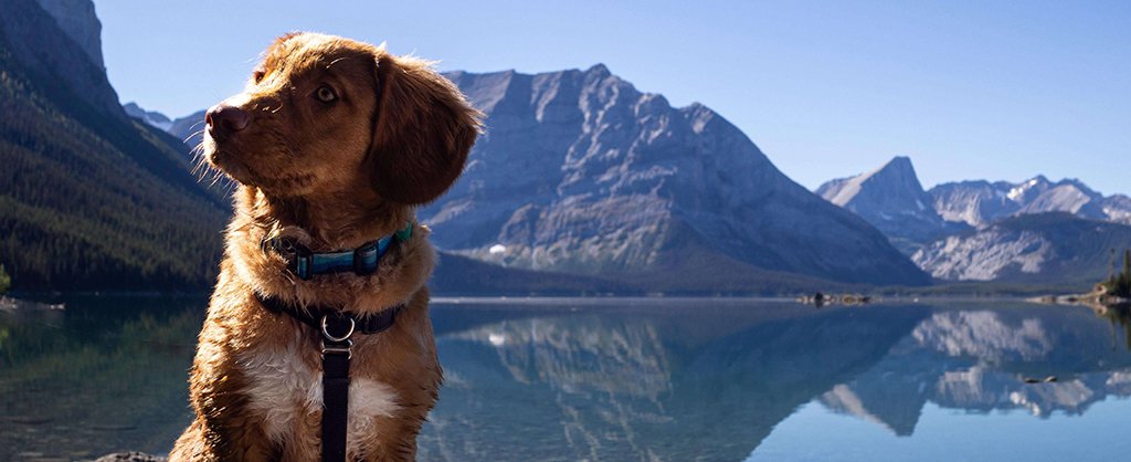 Mountainous terrain surrounds a large body of water. A brown, spaniel like dog sits with their head cocked in the foreground