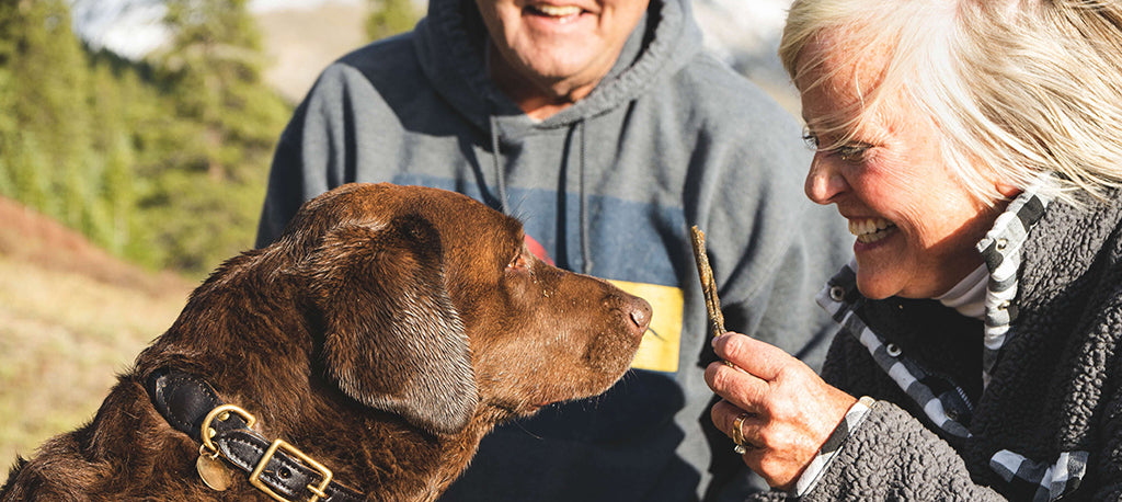 an older white woman with grey hair and an older white man with grey hair, both in grey attire smile at and play with a Chocolate Labrador. The woman holds a small stick in front of the dog's face.