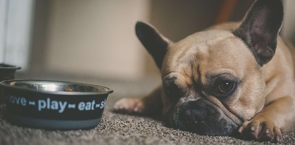 a small French bulldog rests their chin, as if a little fed up, on dark beige carpet, next to a navy and black food bowl that reads "love-play-eat"