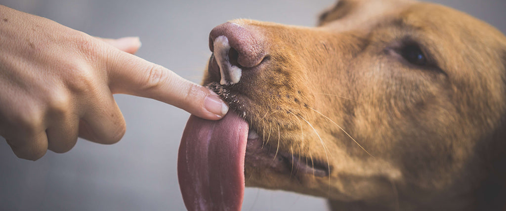 a reddish, golden Labrador licks the tip of a white, feminine pointed for finger