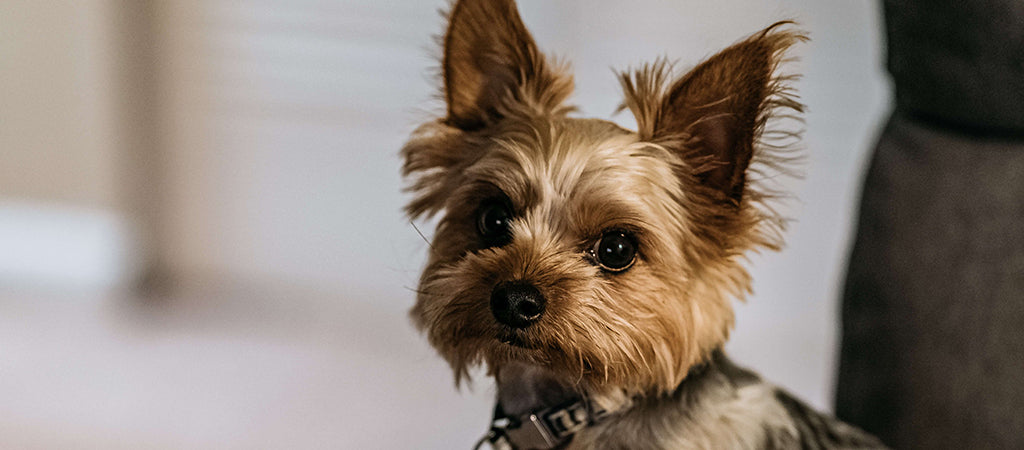 a Yorkshire terrier puppy sits with big brown eyes
