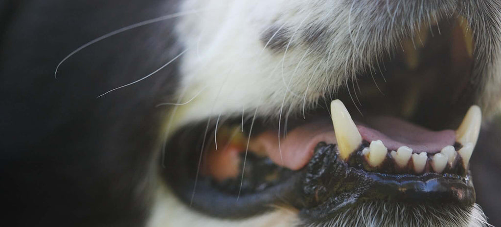 the snout, teeth and mouth of a black and white dog