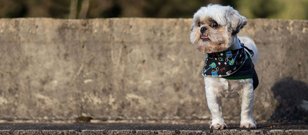 A small gray/cream, dark, brown-eyed Shih Tzu wearing a black, guitar-patterned coat/harness stands on a deep, concrete step to the right of the image, looking out to their right with their mouth slightly open
