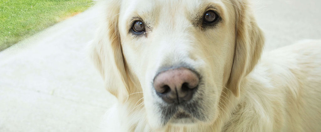 a close up of a Golden Retriever, looking directly at camera inquisitively. Behind them is cream patio and a green grass
