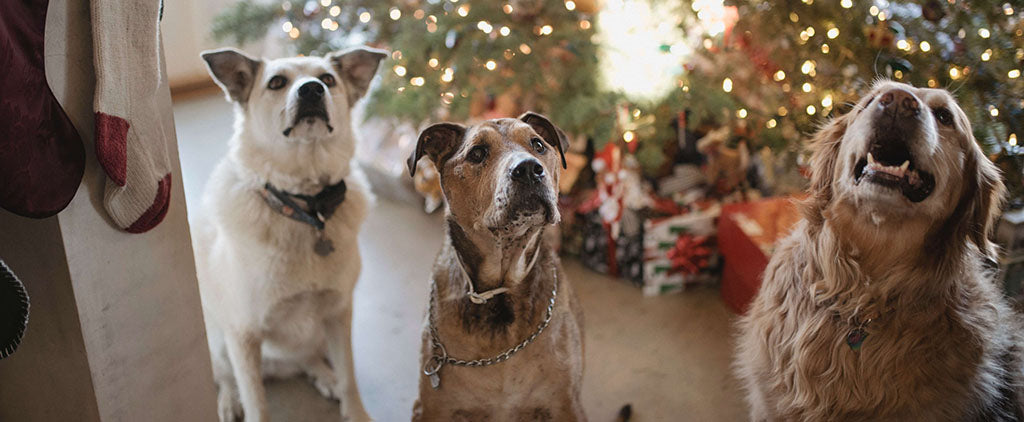 Three medium sized mixed breed dogs sit side by side looking up ward. Behind them is an enormous, green, real Christmas tree adorned with ornaments, lights and presents beneath it.