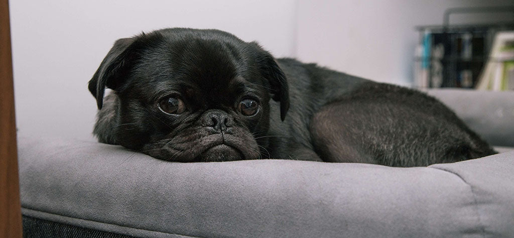 a small black Pug with a grumpy face rests their chin on the edge of a dark gray dog bed, while curled up in it