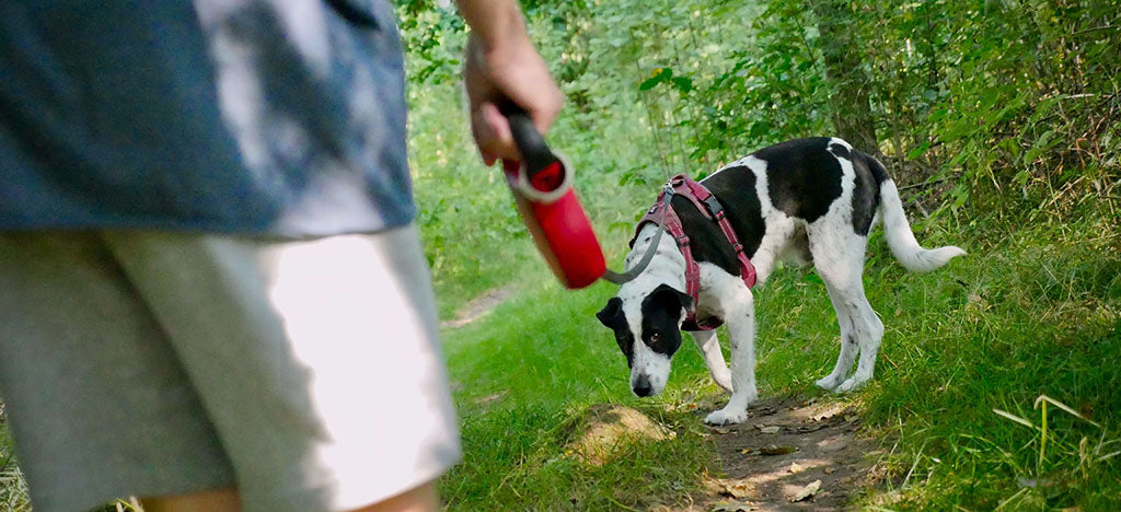 A black and white dog, standing on a dirt track amongst tall, green plants, wears a red body harness, attached to a red lead. The end of the lead is held by the owner, wearing grey shorts and a blue t-shirt.